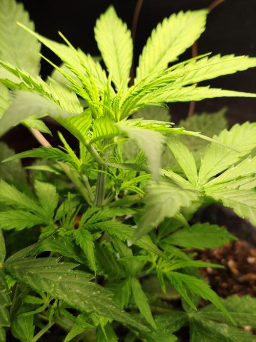 Auto Jack  von Paradise Seeds. Week 5