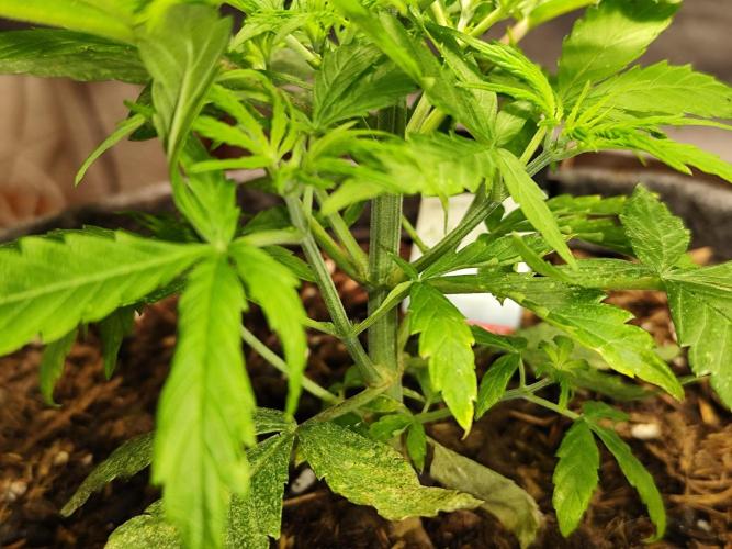 Auto Jack  von Paradise Seeds. Week 5