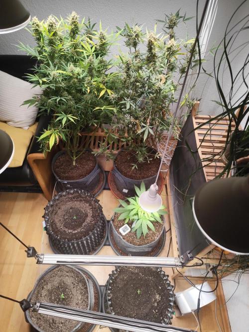 Auto Jack  von Paradise Seeds. Week 5 - Tag 39