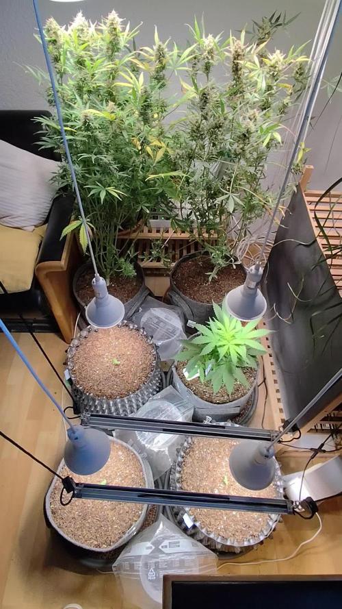Auto Jack  von Paradise Seeds