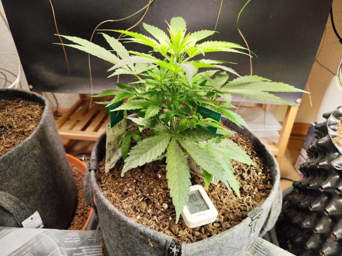 Auto Jack  von Paradise Seeds. Week 5 - Tag 41