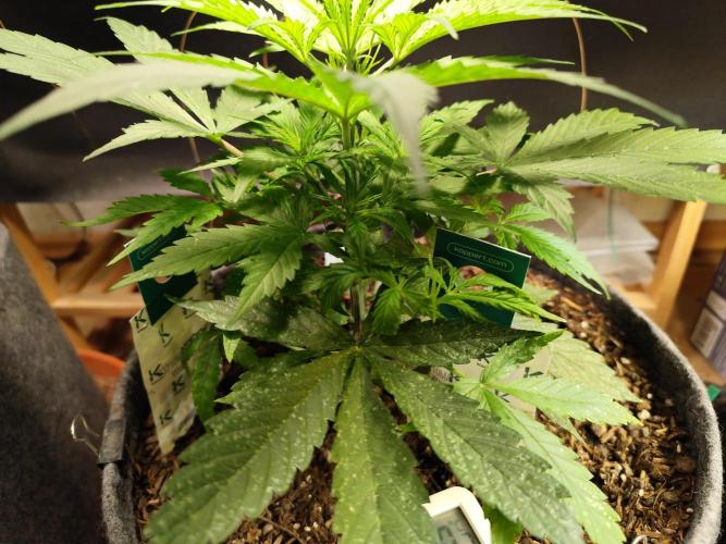 Auto Jack  von Paradise Seeds. Week 5