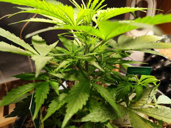 Auto Jack  von Paradise Seeds. Week 5
