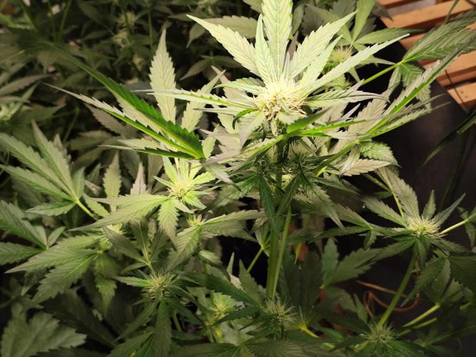 Frostbanger Auto F3 von 2Fast4Buds. Week 5