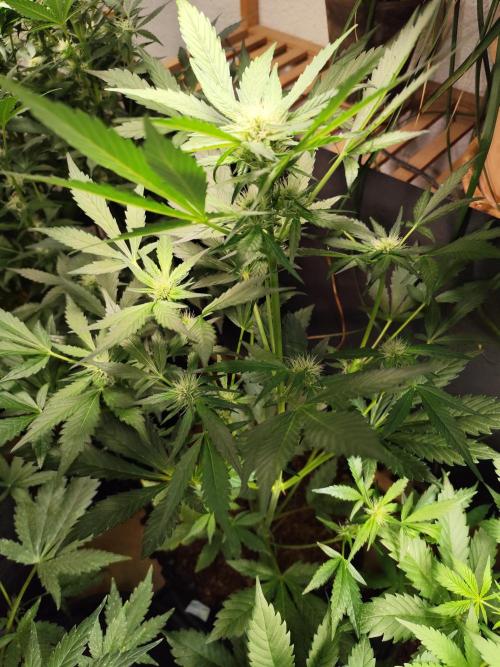 Frostbanger Auto F3 von 2Fast4Buds. Week 5