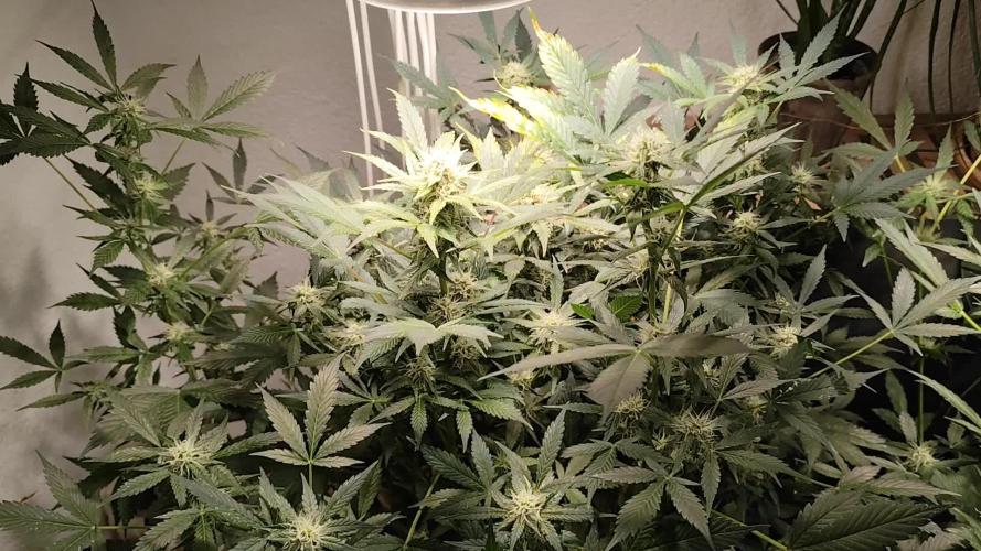 Cafe Racer Autoflower von Blimburn Seeds