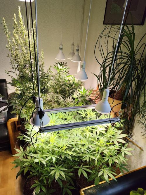 Orange Sherbet Auto von 2Fast4Buds. Week 6 - Tag 46