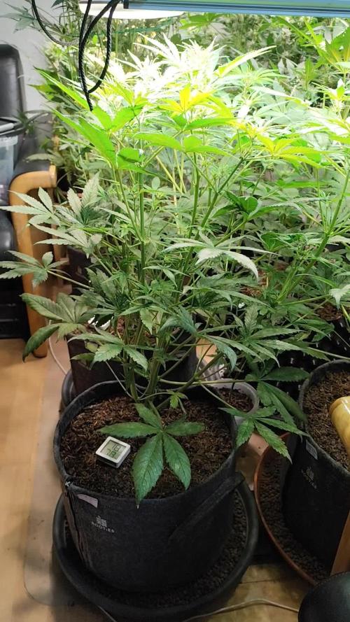 Orange Sherbet Auto von 2Fast4Buds