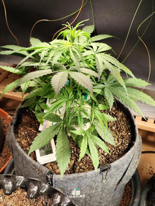 Auto Jack  von Paradise Seeds. Week 6 - Tag 45