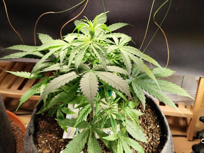 Auto Jack  von Paradise Seeds. Week 6