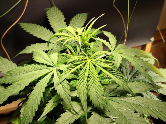 Auto Jack  von Paradise Seeds. Week 6