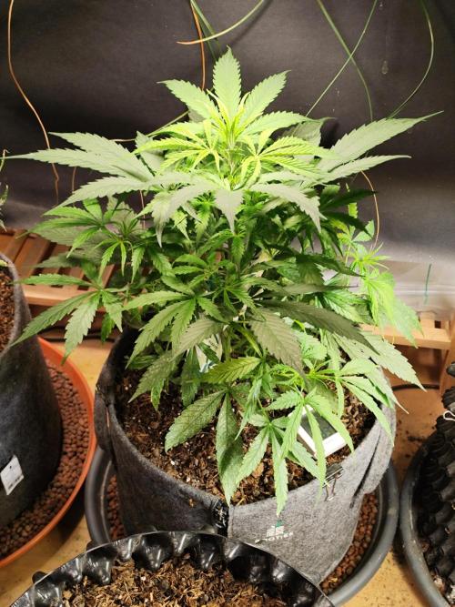 Auto Jack  von Paradise Seeds. Week 6 - Tag 48