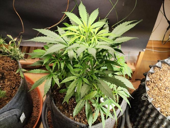 Auto Jack  von Paradise Seeds. Week 6