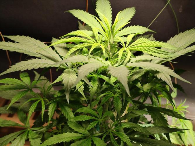 Auto Jack  von Paradise Seeds. Week 6