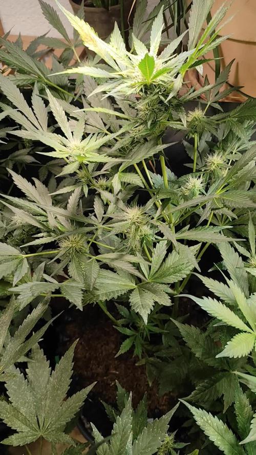 Frostbanger Auto F3 von 2Fast4Buds