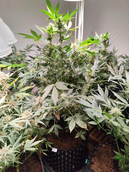 Cafe Racer Autoflower von Blimburn Seeds. Week 11 - Tag 83