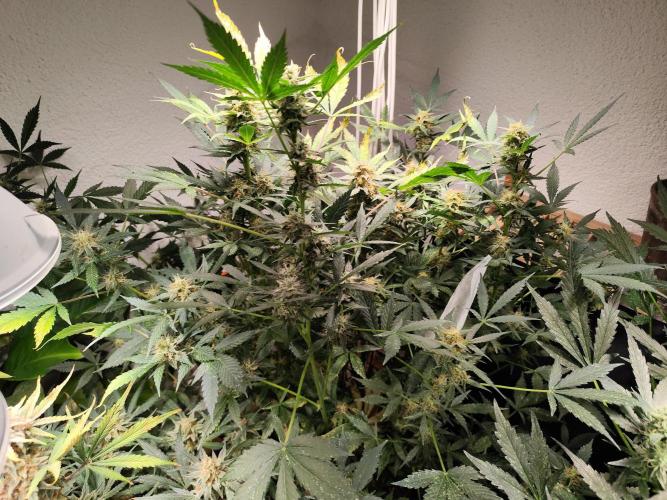 Cafe Racer Autoflower von Blimburn Seeds. Week 11