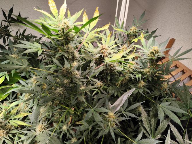 Cafe Racer Autoflower von Blimburn Seeds. Week 11