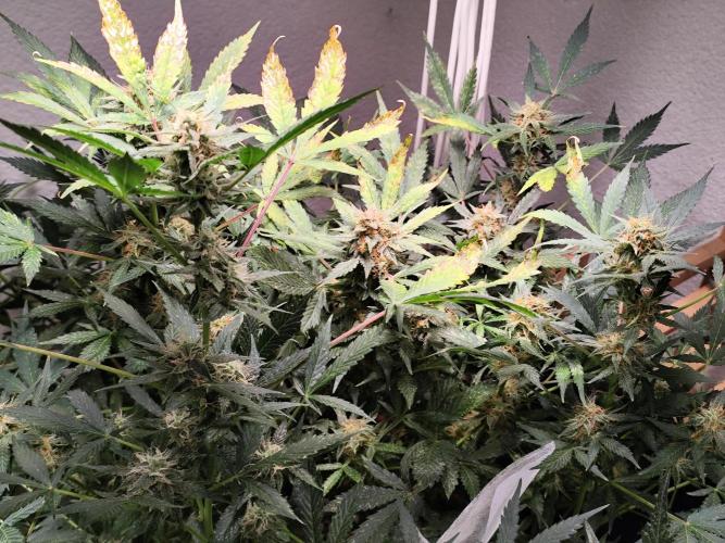 Cafe Racer Autoflower von Blimburn Seeds. Week 11