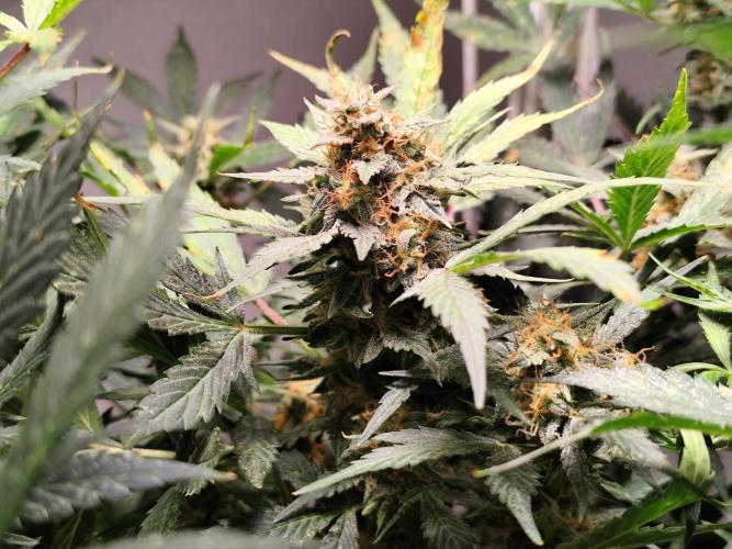 Cafe Racer Autoflower von Blimburn Seeds. Week 11