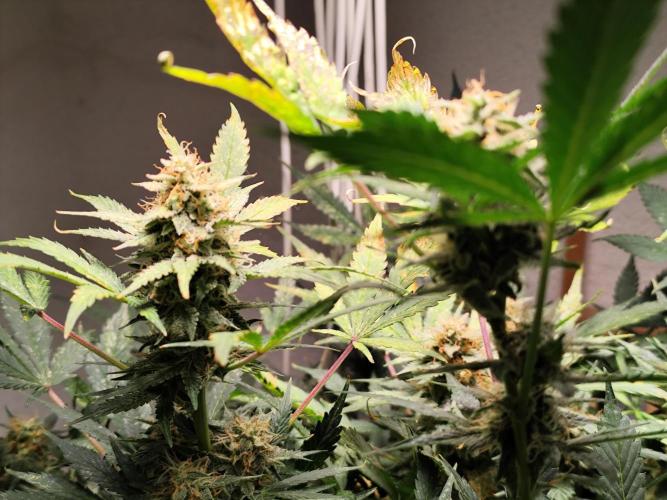 Cafe Racer Autoflower von Blimburn Seeds. Week 11