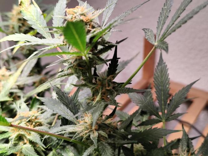 Cafe Racer Autoflower von Blimburn Seeds. Week 11