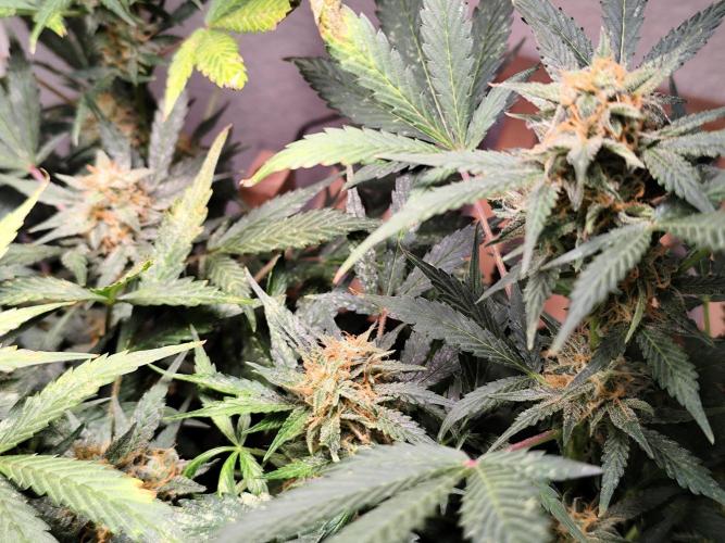 Cafe Racer Autoflower von Blimburn Seeds. Week 11