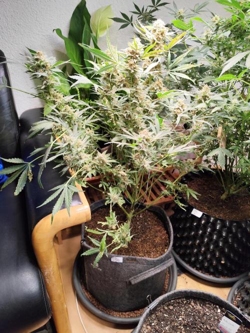 Gorilla Cookies Auto von 2Fast4Buds. Week 11 - Tag 83