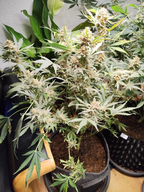 Gorilla Cookies Auto von 2Fast4Buds. Week 11