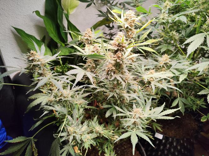Gorilla Cookies Auto von 2Fast4Buds. Week 11