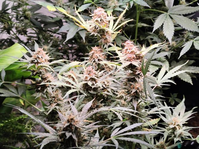 Gorilla Cookies Auto von 2Fast4Buds. Week 11