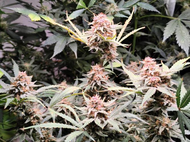 Gorilla Cookies Auto von 2Fast4Buds. Week 11