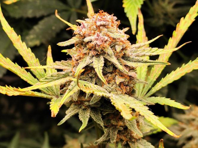 Gorilla Cookies Auto von 2Fast4Buds. Week 11