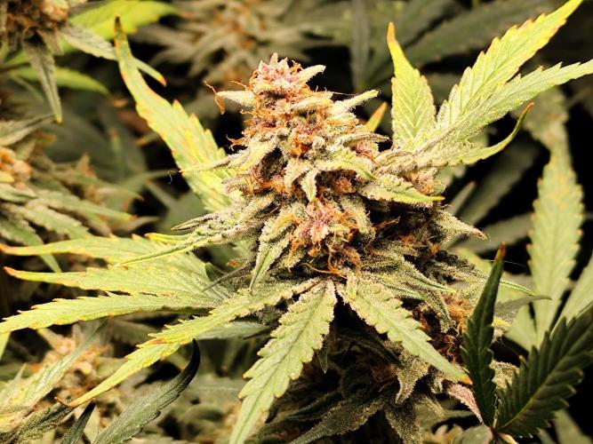 Gorilla Cookies Auto von 2Fast4Buds. Week 11