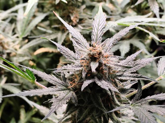 Gorilla Cookies Auto von 2Fast4Buds. Week 11