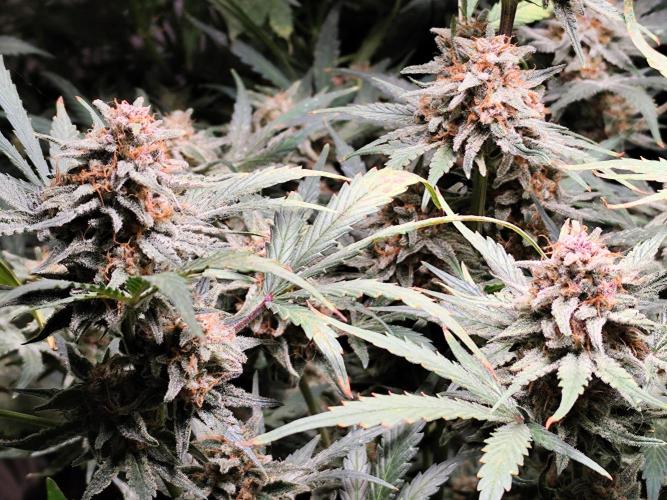 Gorilla Cookies Auto von 2Fast4Buds. Week 11