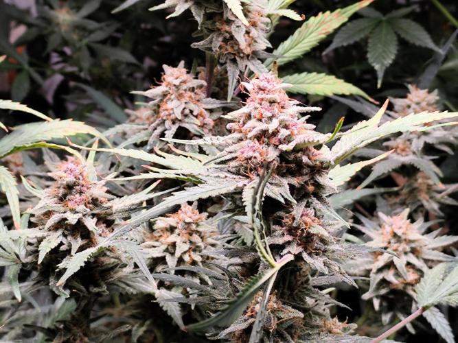 Gorilla Cookies Auto von 2Fast4Buds. Week 11