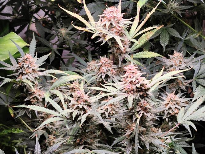 Gorilla Cookies Auto von 2Fast4Buds. Week 11