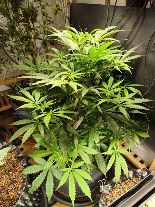 Auto Jack  von Paradise Seeds. Week 7 - Tag 55