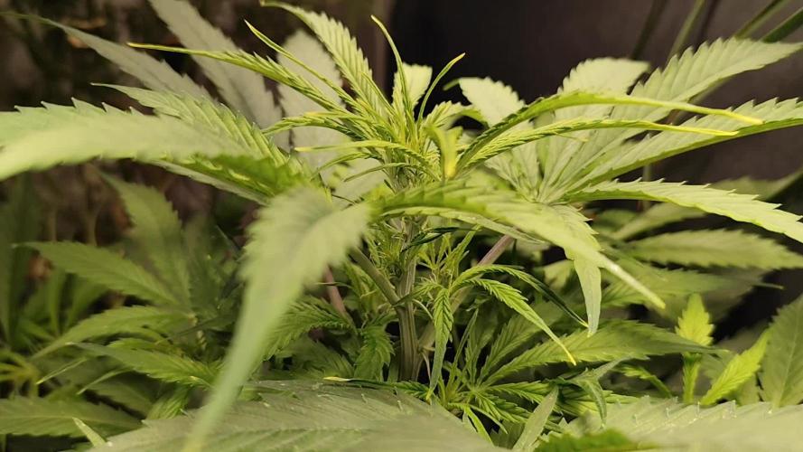 Auto Jack  von Paradise Seeds