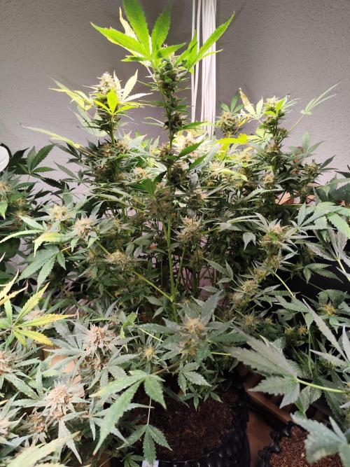 Cafe Racer Autoflower von Blimburn Seeds. Week 12 - Tag 89