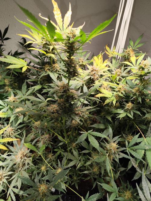 Cafe Racer Autoflower von Blimburn Seeds. Week 12