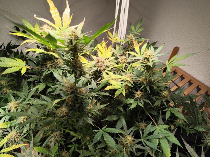 Cafe Racer Autoflower von Blimburn Seeds. Week 12