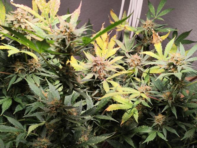 Cafe Racer Autoflower von Blimburn Seeds. Week 12