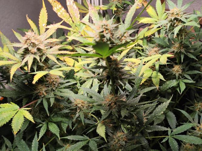 Cafe Racer Autoflower von Blimburn Seeds. Week 12