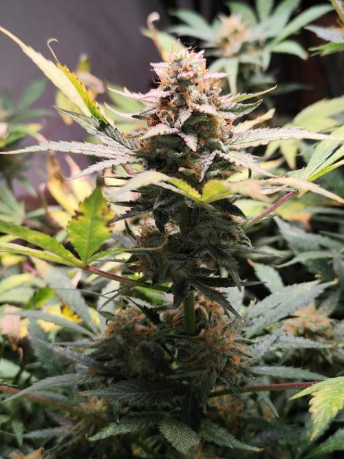 Cafe Racer Autoflower von Blimburn Seeds. Week 12