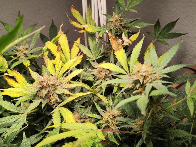 Cafe Racer Autoflower von Blimburn Seeds. Week 12