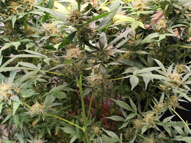 Cafe Racer Autoflower von Blimburn Seeds. Week 12