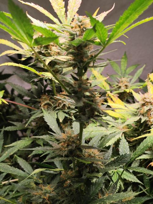 Cafe Racer Autoflower von Blimburn Seeds. Week 12