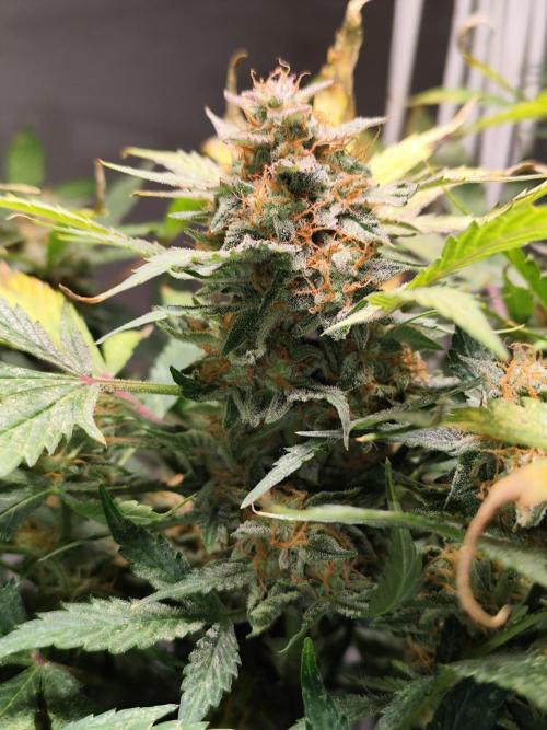 Cafe Racer Autoflower von Blimburn Seeds. Week 12